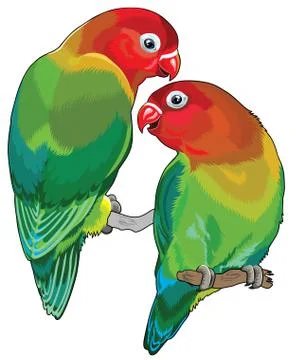 Two lovebirds 스톡 일러스트