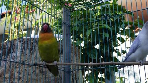 Two Lovebirds Perched Side By Side On Branch Inside Birdcage Stockbeeldmateriaal 347932944