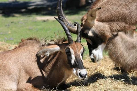 Two lovely antelope Stock Photos