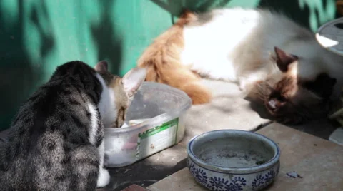 Two lovely cats, Birman breed cat, stray cat eating, hungry animal, kitten, food Stock Footage 49681939