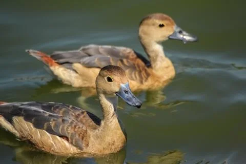 Two lovely ducks Fotos Stock