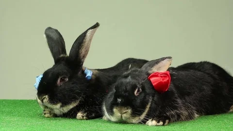 Two lovely rabbit with colored ribbons lie next to each other 動画素材 72004799