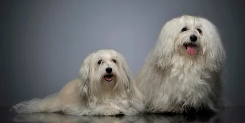 Two lovely shi-tzu relaxing  in gray studio Stock Photos