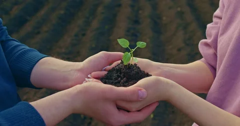 Two lovers are holding sprout of plant in palms, standing in agricultural field Stock Footage 196890625
