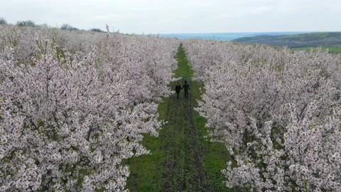 Two lovers dressed in black walk happily in the apple orchard. Shot filmed in Stock Footage 157761485