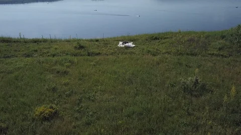 Two lovers lying on the grass from a height Stock Footage 126825061