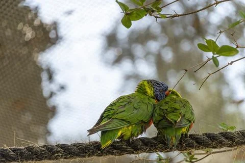 Two loving birds, playing in the grass, one yellow green and one blue white.. Stock Photos