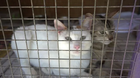 Two loving cats in cage behind bar Stock Footage 89407220