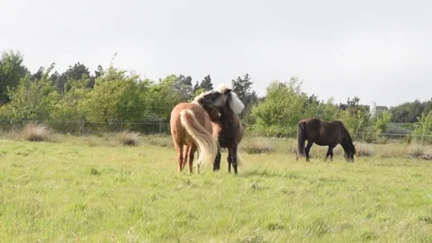 Two loving horses hugging each other Stock Footage 76847535