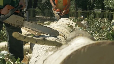 Two lumberjacks cut logs of big felled trees with chainsaws, sawdust, close up. Video stock 83668441