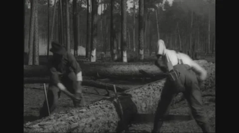 Two lumberjacks sawing and axing felled tree Stock Footage 43310142