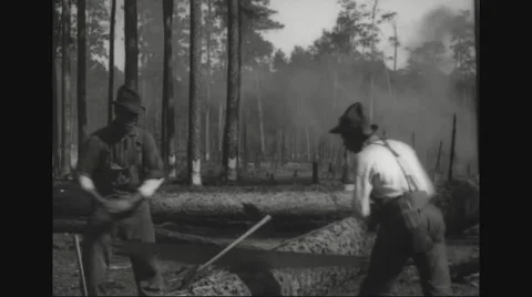 Two lumberjacks sawing felled tree Stock Footage 43310138