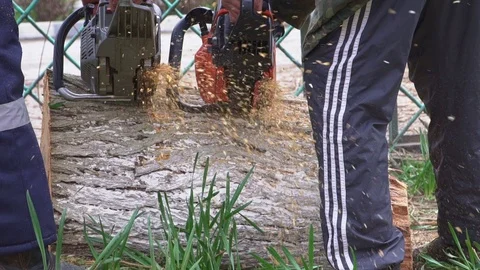 Two lumberjacks sawing a tree into chainsaws close up in slow motion Stock Footage 105381908