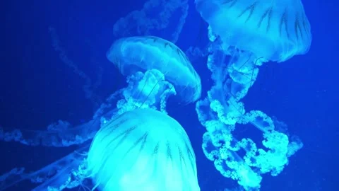 Two luminous jellyfish gracefully drift in a vibrant blue aquarium. Stock Footage 296857833