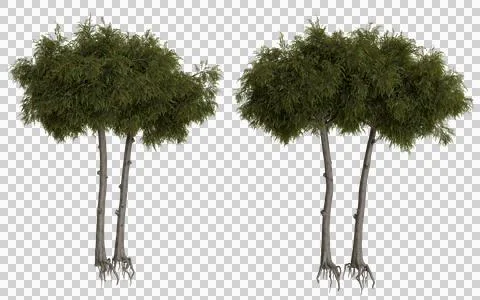 Two lush green trees with visible roots Stock Illustration