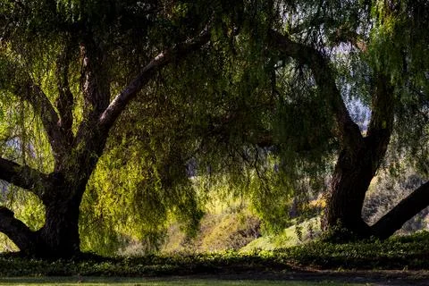 Two lush trees under sunlight creating a serene atmosphere Photos