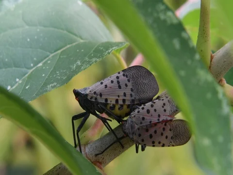 Two lycormas sitting Stock Footage 83293712