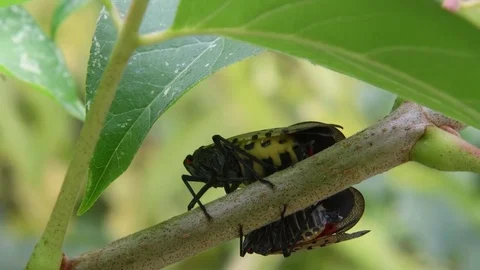Two lycormas sitting Stock Footage 83293713