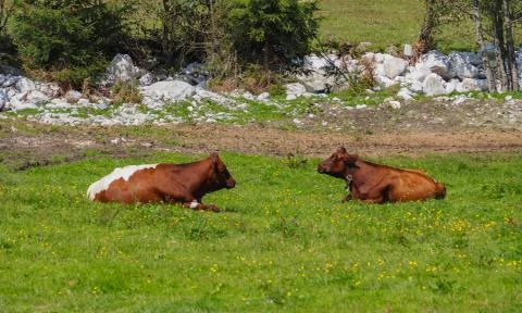 Two lying cows on a mountain pasture Stock Photos