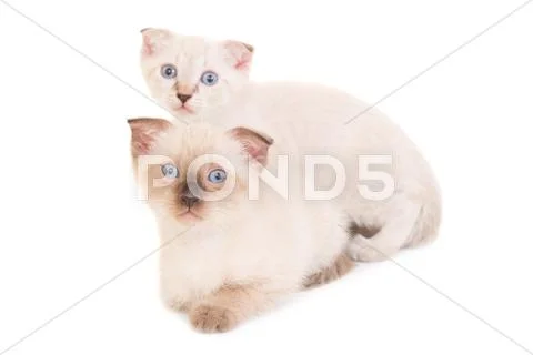 Two lying purebred kittens Stock Photos
