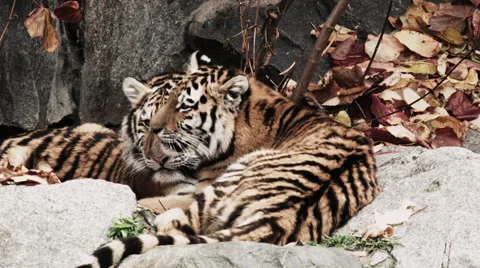 Two lying tigers cuddle and clean each other Video stock 68663567