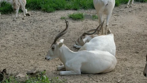 Two lying white Addax Stock-Footage 113829690