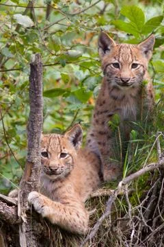 Two lynx cubs Stock Photos