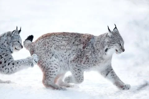 Two lynx playing in the snow Stock Photos