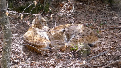 Two lynx resting in the woods Stock Footage 96113282