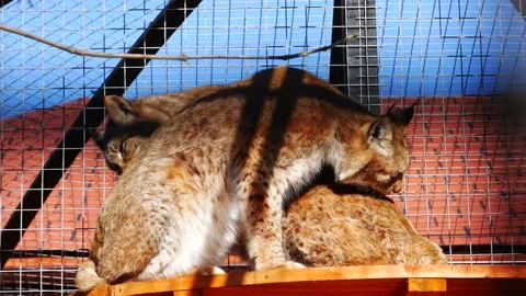 Two lynxes lick each other in a zoo enclosure. 스톡 동영상 233522148