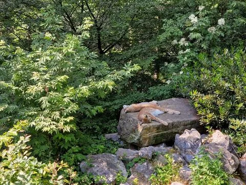 Two lynxes lying on a stone in Bielefeld Stock Photos