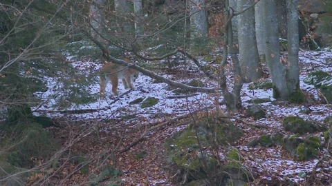 Two lynxes resting in the Bavarian Forest Stock-Footage 127553357
