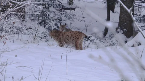 Two lynxes resting in the Bavarian Forest Stock-Footage 127605556
