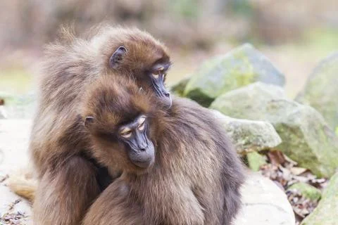 Two Macaca monkeys Stock Photos