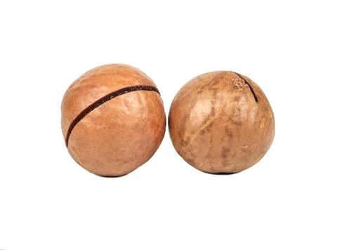 Two macadamia nuts Stock Photos