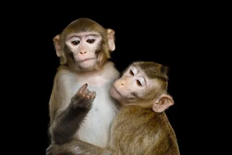 Two macaque on Black Stock Photos