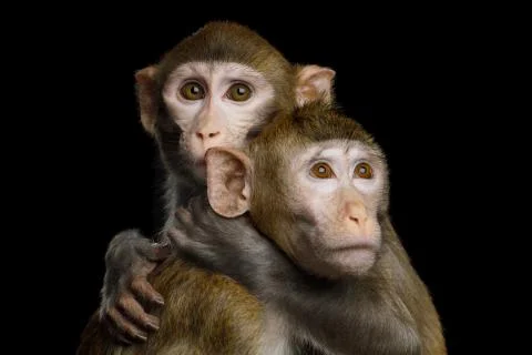 Two macaque on Black Stock Photos