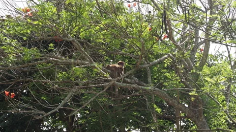Two macaque monkeys grooming on a tree branch Stock Footage 340642792