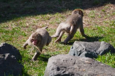 Two macaque monkey's playing Stock Photos