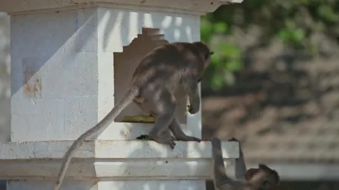 Two Macaque Monkeys Sitting on Balinese Stone Shrine Eating Offerings Stock Footage 345647138