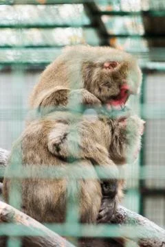 Two macaque monkeys sitting in a cage and caring one after another Stock Photos
