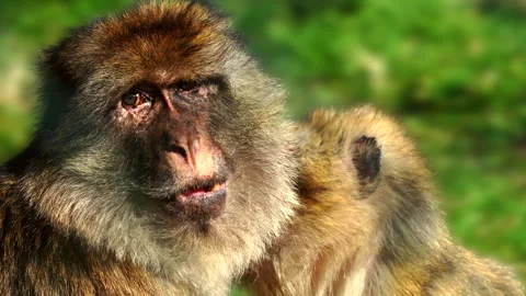 TWO MACAQUE MONKEYS SITTING TOGETHER IN FOLLY FARM ZOO, WALES 動画素材 304636081