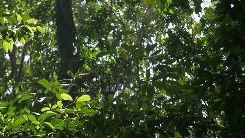 Two macaques climbing amongst leafy green branches Stock Footage 93542831