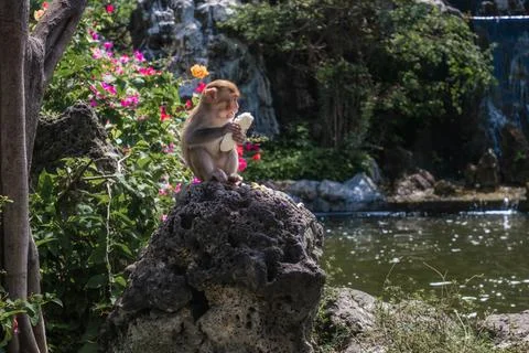 Two Macaques Eating Food While Perching on a Large Volcanic Rock Near a Pond Foto stock