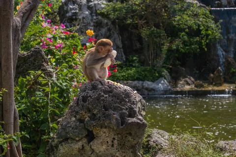 Two Macaques Eating Food While Perching on a Large Volcanic Rock Near a Pond Foto stock