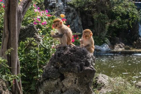 Two Macaques Eating Food While Perching on a Large Volcanic Rock Near a Pond Stock Photos