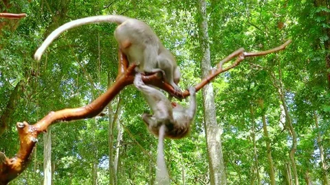 Two macaques monkey fighting on tree branch against foliage Видео 72931439