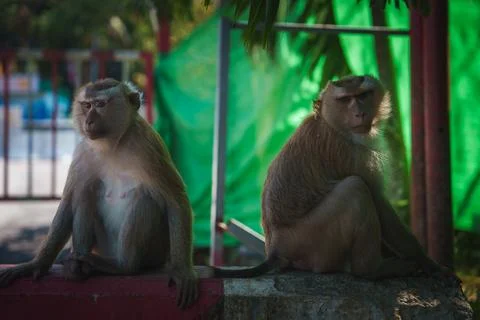 Two Macaques Resting on a Concrete Wall in a Tropical Setting Stock Photos