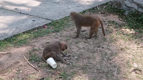 Two macaques scavenging on ground 스톡 동영상 340207643