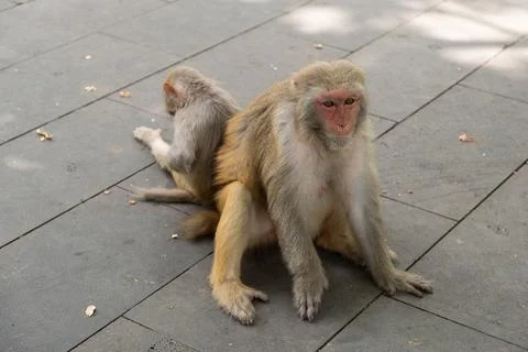 Two macaques sitting closely together on the paved ground, demonstrating stro 写真素材